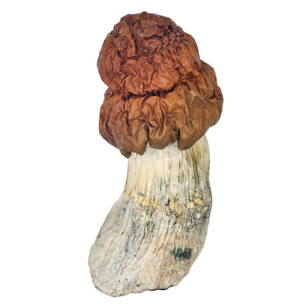 B+ Magic Mushrooms