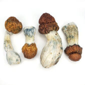 B+ Magic Mushrooms