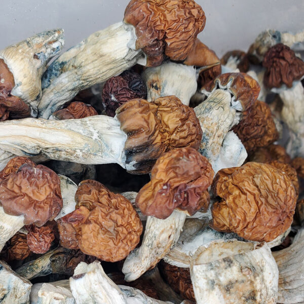 B+ Magic Mushrooms