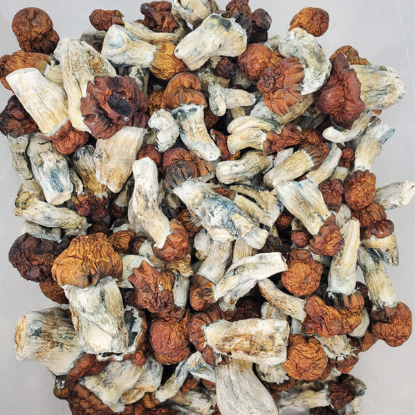B+ Magic Mushrooms