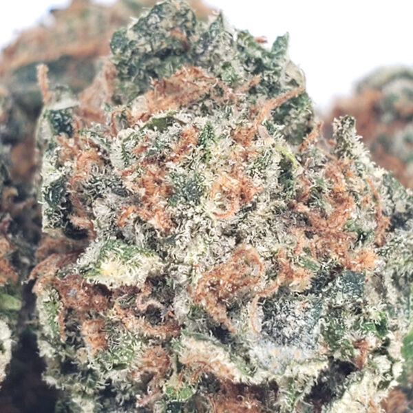 Bacio Gelato Marijuana Strain