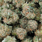 Bubba Kush Marijuana Strain