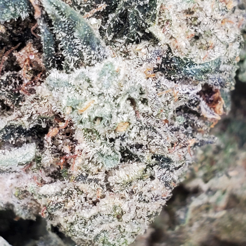 Bubba Kush Marijuana Strain