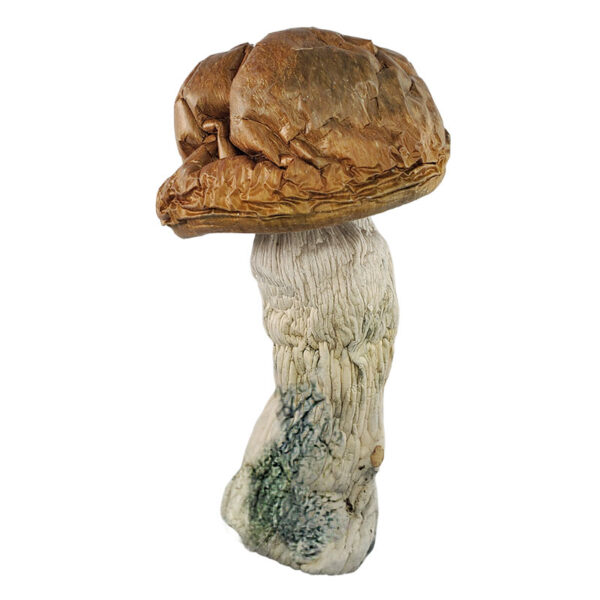 Code Blue Magic Mushrooms