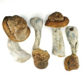 Code Blue Magic Mushrooms