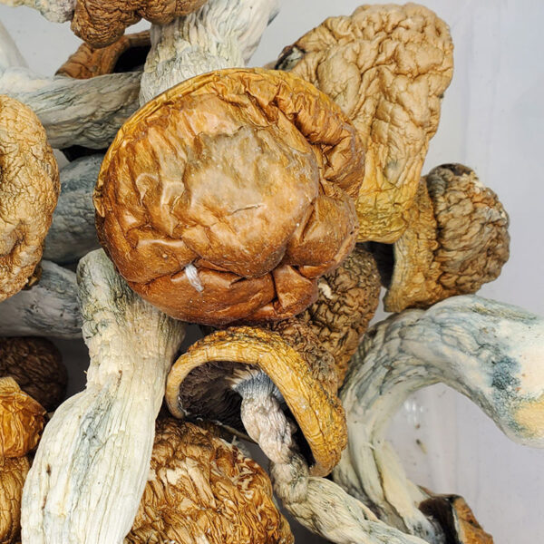Code Blue Magic Mushrooms