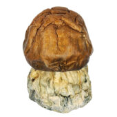 Dino Eggs Magic Mushrooms