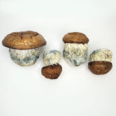 Dino Eggs Magic Mushrooms