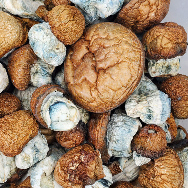 Dino Eggs Magic Mushrooms