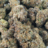 Juice Box Marijuana Strain