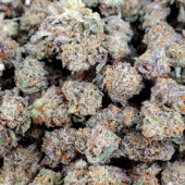 Pure Michigan Marijuana Strain
