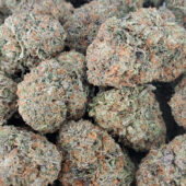 Purple Punch Marijuana Strain