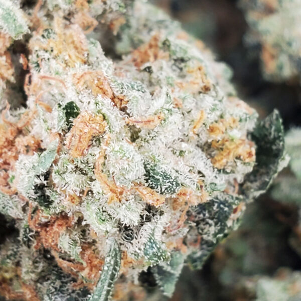 Grandpa’s Breath Marijuana Strain