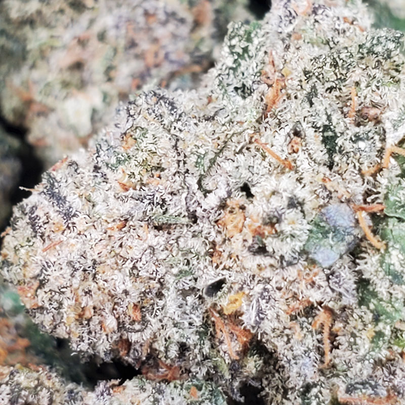Purple Ripple Marijuana Strain