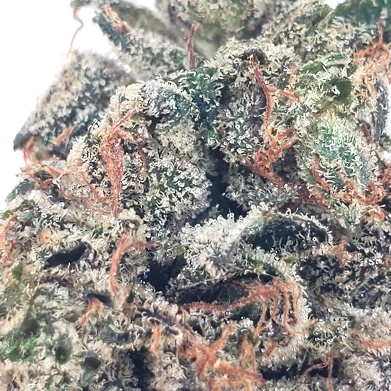 MK Ultra Marijuana Strain