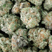 Pink Kush Marijuana Strain