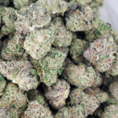 Purple Blizzard Marijuana Strain