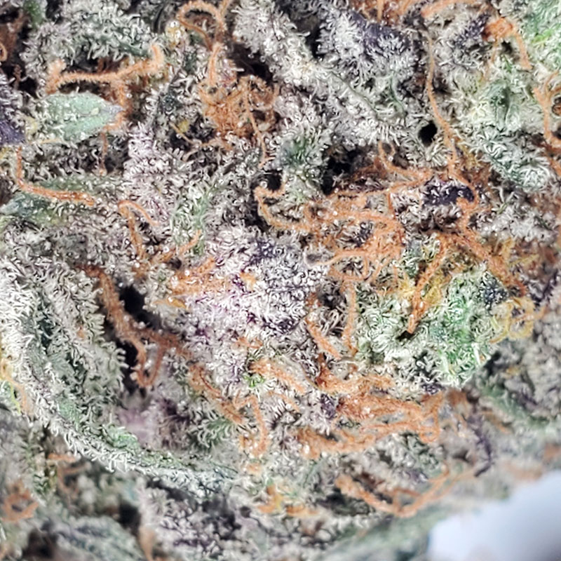 Purple Blizzard Marijuana Strain