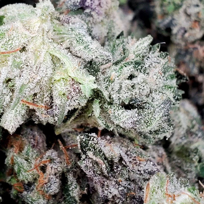 G-13 Marijuana Strain