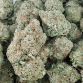 Mataro Blue Marijuana Strain