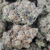 Pink Gas LSO Marijuana Strain
