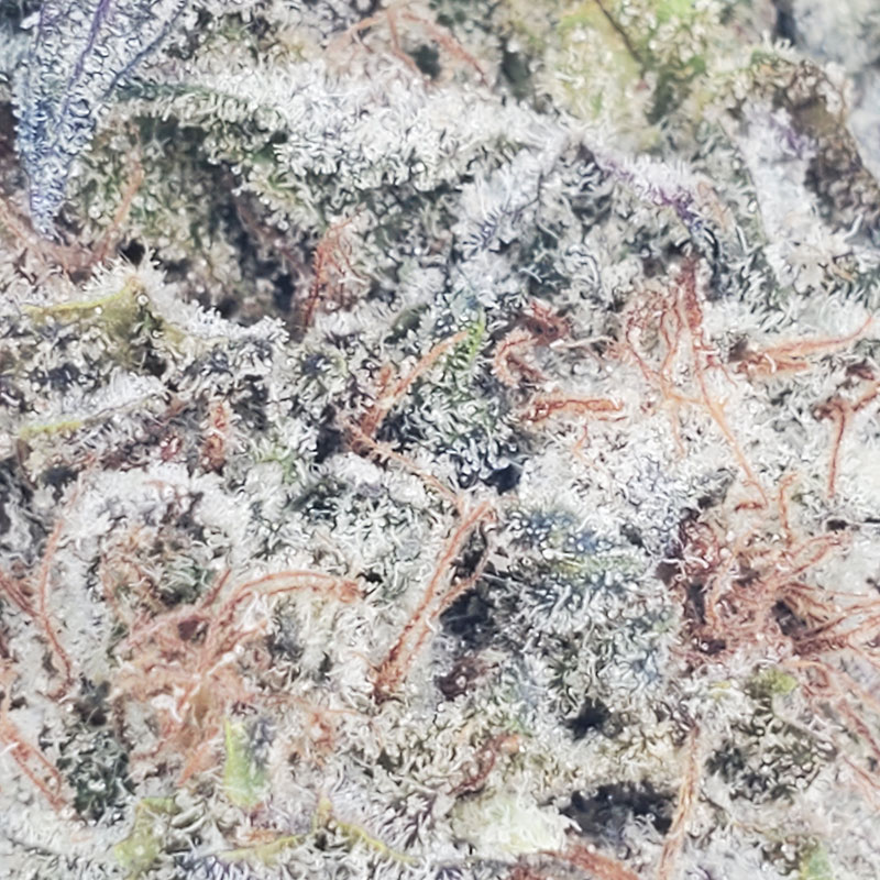 Pink Venom Marijuana Strain